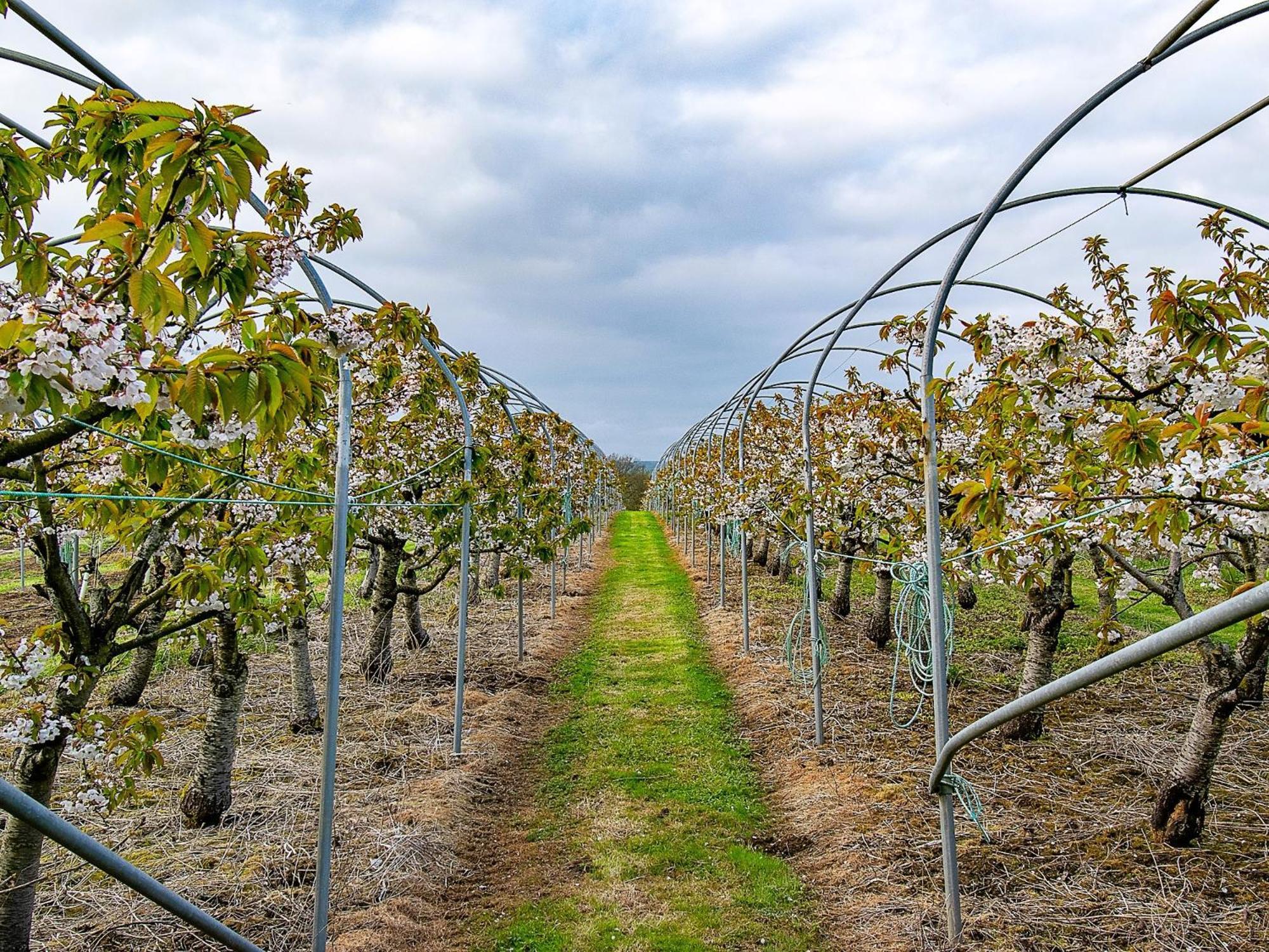 Cherry * Godshill (Isle of Wight)